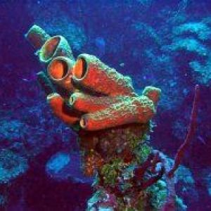 ����� (porifera, spongia)