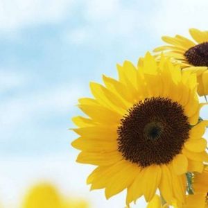 ̳������ ������� �������� �� 2016 �� � ���������: ����������� �� ������������